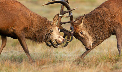 Portrait of two red deer stags fighting during rutting season in autumn