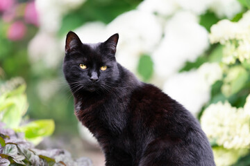 Portrait of a black cat sitting among white hydrangeas in a flower garden