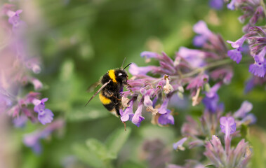 Close-up of a bumblebee on lavender flower collecting nectar
