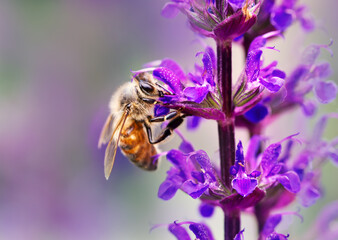 Close-up of a honey bee on purple salvia flower collecting nectar