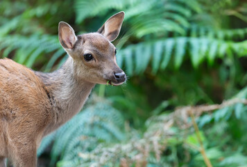 Portrait of a curious sika deer female eating grass in the forest