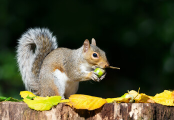 Portrait of a grey squirrel eating acorn on a tree stump in autumn