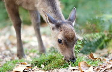 Portrait of a curious sika deer female eating grass in the forest