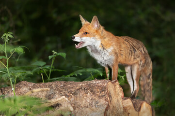 Obraz premium Portrait of a red fox with open mouth standing on a log in the forest