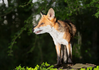 Portrait of a young red fox standing on a tree in a forest