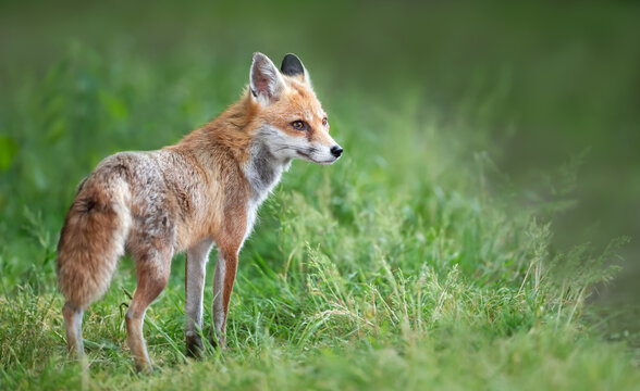 Fototapeta Portrait of a red fox cub standing in a meadow in spring