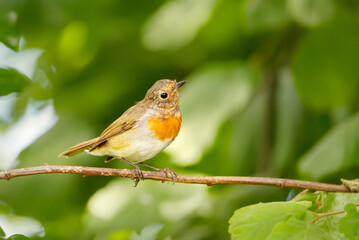 Portrait of European robin chick perching on a tree branch against colourful background