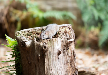 Brown rat searching for food on tree stump in forest