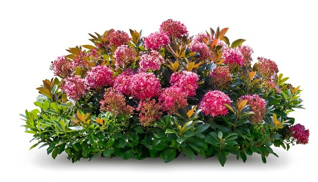 Clipping Path for Flowering Indoor Shrubs- - Indoor shrubs with blooms cut out with full dep