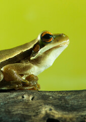 Montevideo Treefrog, Hyla Pulchela,  La Pampa, Patagonia,Argentina.
