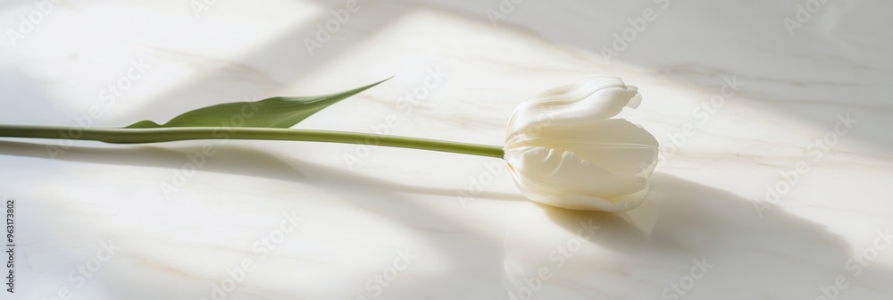 Canvas Prints A delicate white tulip lies on a smooth, pristine marble surface, illuminated by gentle natural light, creating a serene atmosphere. Generative AI