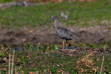Plumbeous ibis, Theristicus caerulescens, Pantanal, Mato Grosso, Brazil.