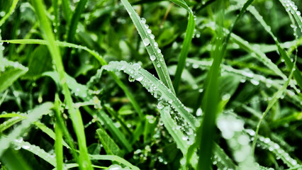 Beautiful drops of morning dew on green grass close-up