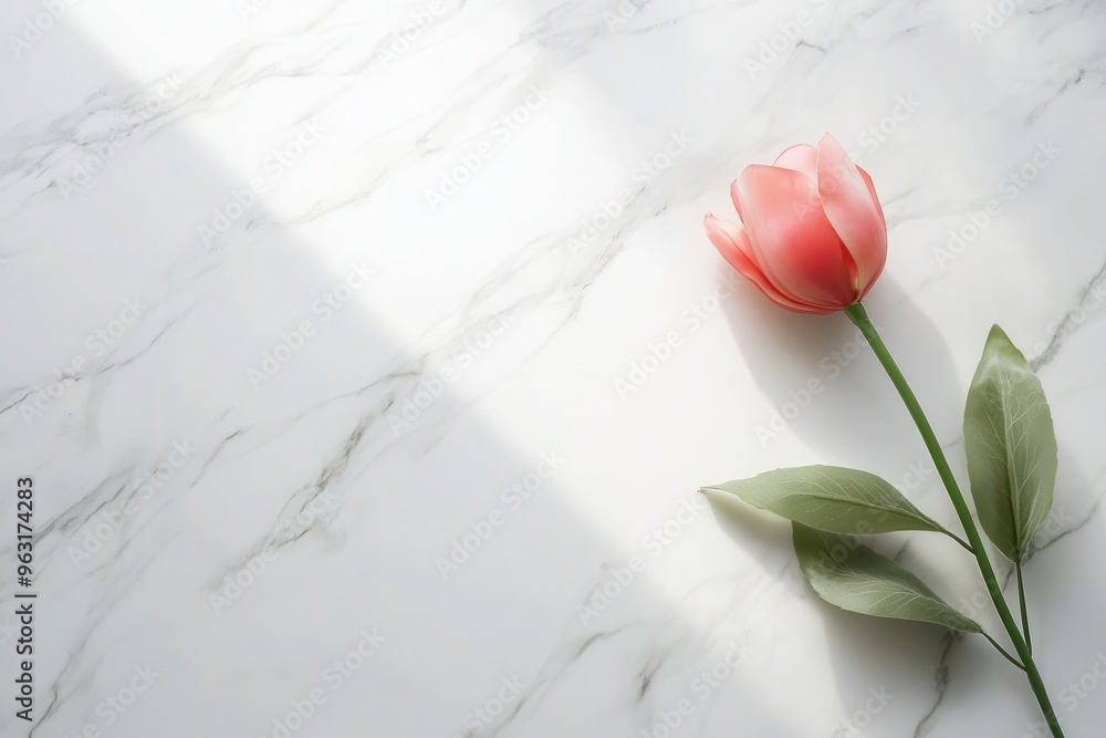 Leinwandbilder a delicate pink tulip rests calmly on a smooth white marble surface, illuminated by subtle rays of n