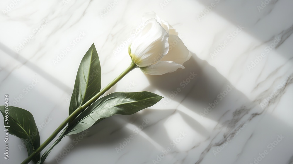 Poster A solitary white tulip rests gracefully on a smooth white marble surface, illuminated by gentle natural light casting soft shadows. Generative AI
