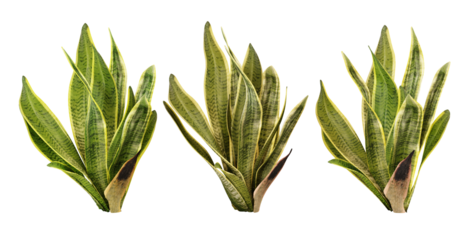 Three Snake Plants (Sansevieria) with different growth stages. Ideal for home decor, gardening, and plant enthusiasts