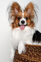 Happy Papillon dog