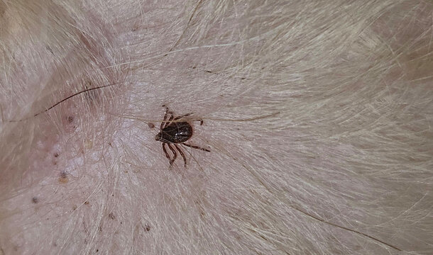 a small tick embedded in the skin of a dog