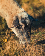 Schaf in morning sun 