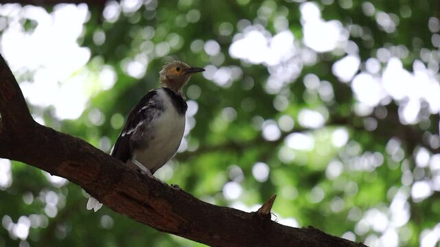 Black-collared Starling (Gracupica nigricollis), Adult has white head and belly and blackish collar, wings, and tail,  Juvenile has dirty-brown head without adult's collar and less white on wings