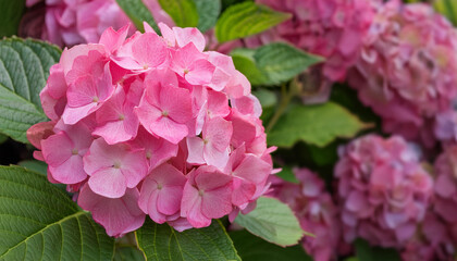 Fototapeta premium A Close Up of a Pink Hydrangea Bloom in a Garden Setting and Copy Space