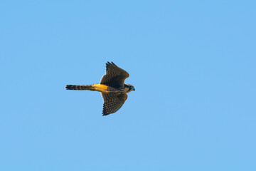 Aplomado Falcon, Falco femoralis, La Pampa, Patagonia,  Argentina