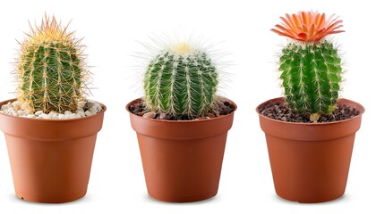 Clipping Path for Potted Cacti - Cacti isolated with full depth of field.