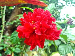 red dahlia flower in garden