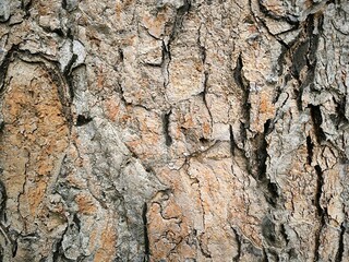 The bark of an old tree