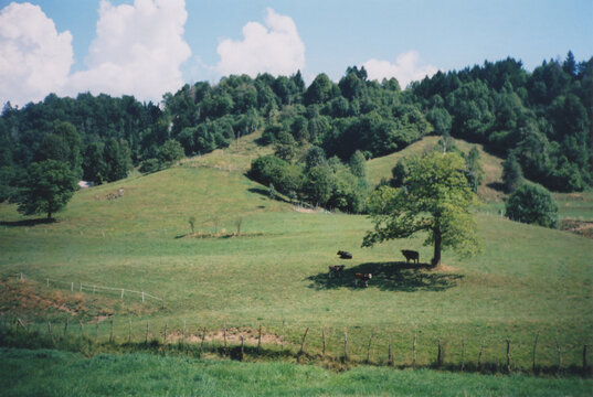 Beautiful Green Hill with Cows Under a Tree in the Soča Valley, Julian Alps, during a Hot Summer Day. Livek, Kobarid Province, Slovenia. Film Photography