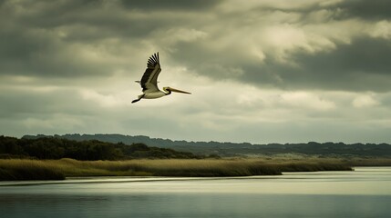 Obraz premium 39. A majestic pelican flying over a serene coastal estuary