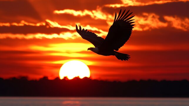 42. A breathtaking sunset view with a silhouette of a lone eagle soaring
