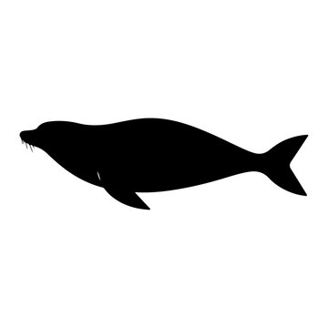 recommend clip art: seal vector silhouette isolated white background