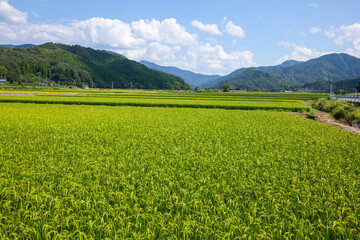 夏の田園風景 鳥取県 郡家町