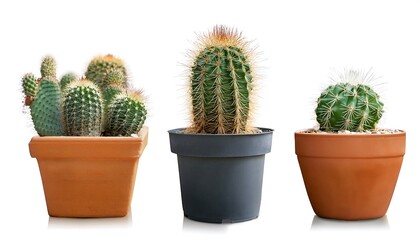 Depth of Field in Clipping Path for Cactus Pots- - Cacti in pots isolated with precise