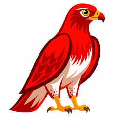 Obraz premium Red tailed hawk artwork victor illustration