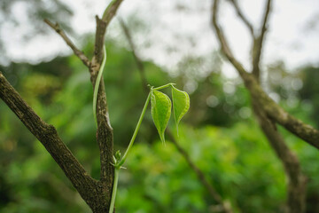 Wild bean vine with leaves 