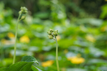 Inflorescences of Sponge Gourd or Luffa