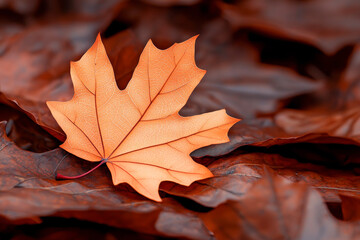 An orange maple leaf rests on a bed of brown leaves, showcasing the beauty of autumn foliage.