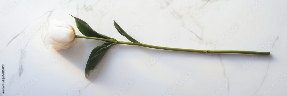 Aufkleber a white tulip rests on a polished marble surface, emphasizing its elegance and the serene atmosphere