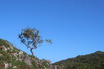 pine tree in the mountains