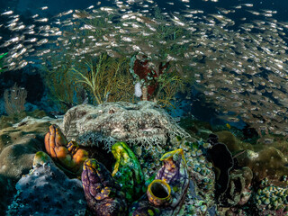 Fototapete bei efototapeten.de bestellen   