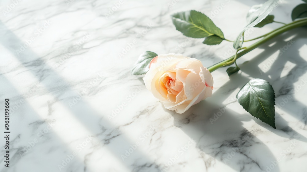 Poster a single stem rose rests on a smooth marble surface, taking in gentle, warm light that highlights it