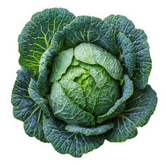 Fototapeta premium Cabbage isolated on a transparent background png file no background png file