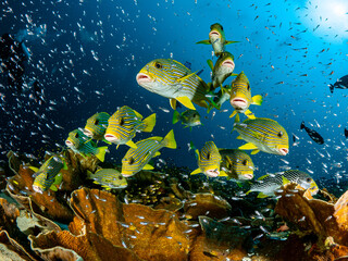 Unterwasseraufnahmen aus Indonesien Region Raja Ampat