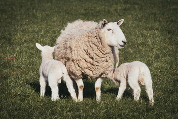 Mother Sheep with Two Lambs Nursing in Green Pasture