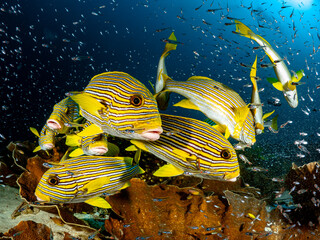 Unterwasseraufnahmen aus Indonesien Region Raja Ampat