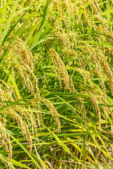 秋の収穫時期を迎えた稲