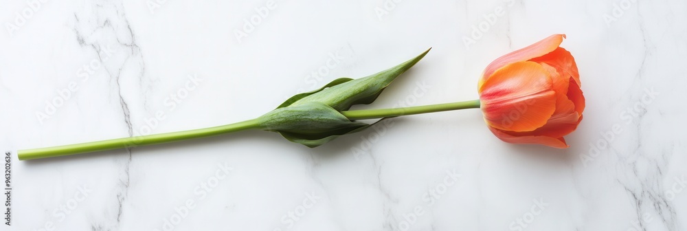 Poster a single tulip lies gracefully on a smooth marble surface, highlighting its vibrant hues and creatin