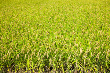 秋の収穫時期を迎えた稲